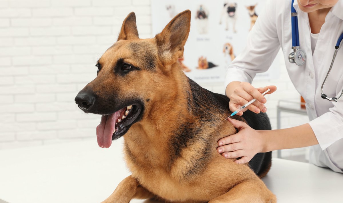 Loomapidaja tagab tema peetava koera või kassi vaktsineerimise marutaudi vastu, ütleb määrus.