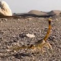 VIDEO | Hirmutav skorpionisadu vigastas Egiptuses sadu inimesi, kolm ohvrit surid