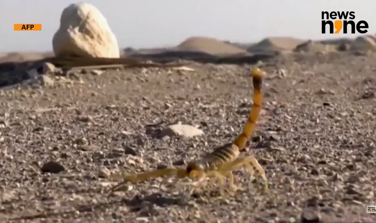 Skorpionide rünnak Aswanis