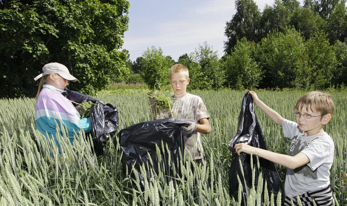 Põlvamaal Ruusa Farmer OÜ põllul korjavad kohalikud lapsed nisupõllust tuulekaera.