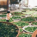 TEEKOOL | Roheline tee kui puhas tervis