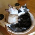 GALERII | Simmo ja Sia on erilised, ühesilmsed ja lahutamatud ühist kodu otsivad kassipojad