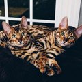 FOTOD: Milline on elu koos kahe väga erilise Bengali kassiga?