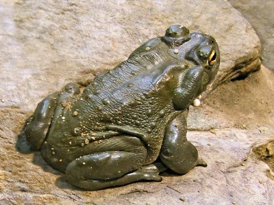 Bufo Alvarius