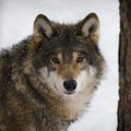 ИНТЕРАКТИВНЫЙ ГРАФИК: Плохая погода мешает охотиться на волков