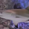 В Калининграде акула умерла из-за нервного срыва