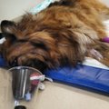Laagna tee suuravariist elusana väljunud, ent rängalt vigastatud koer Arina tegi läbi raske seljaoperatsiooni