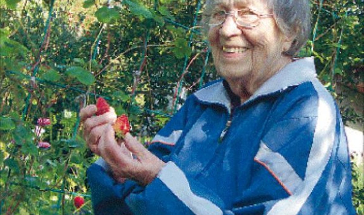 Salme Roo rõõmustab, et tal õnnestus kasvatada nii toredad maasikad. 