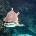 Eestisse planeeritud haide akvaarium "Meritäht" tekitab pahameeletormi