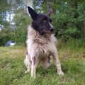 ФОТО | Последний бродячий пес Таллинна получил новый дом