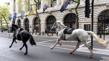 EHMATAVAD KAADRID | Sõjaväe hobused pääsesid Londoni kesklinnas valla. Neli inimest sai viga