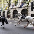 EHMATAVAD KAADRID | Sõjaväe hobused pääsesid Londoni kesklinnas valla. Neli inimest sai viga