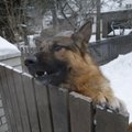 JÕHKRAD KAADRID | Jalahoobid ja elektrilöögid - nii kasvatavad koeri Soome koertetreenerid