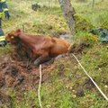 FOTOD | Päästjad tõid lehma köite ja traktoriga laukast välja
