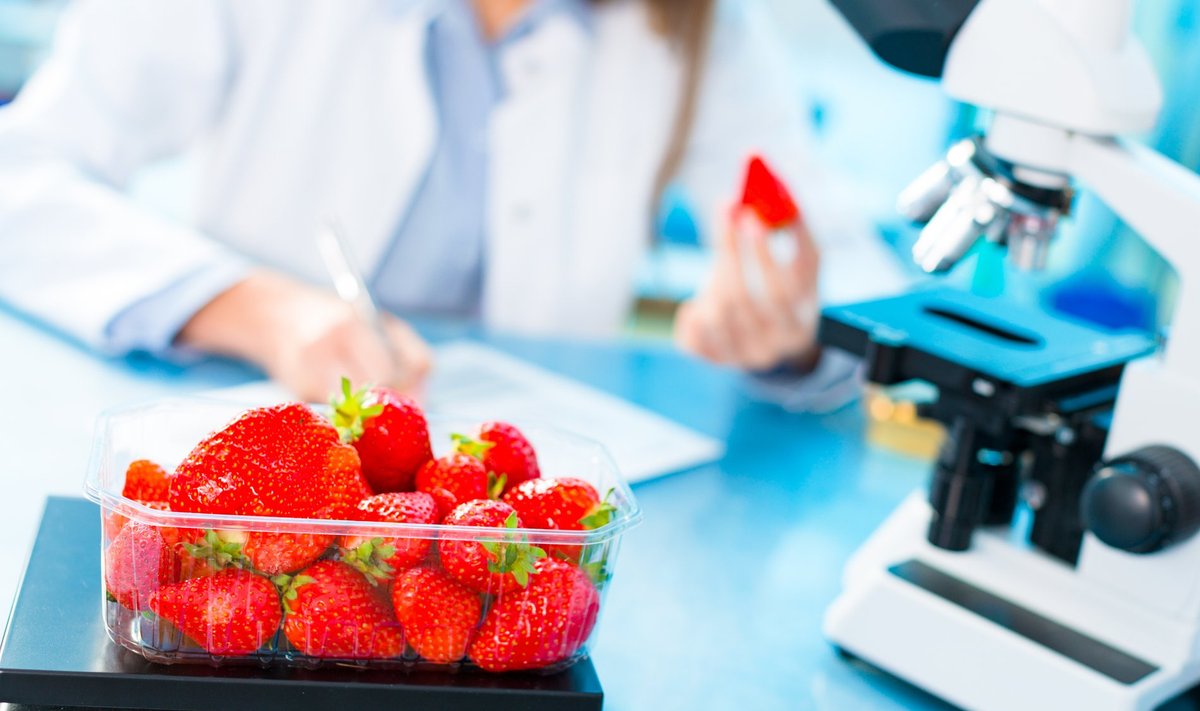 Kui asja lähemalt uurida, siis selgub, et tõelist allergiat põhjustavad maasikad harva.