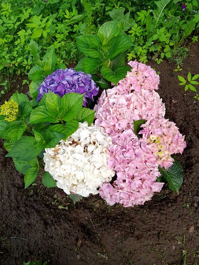 Kas see suurelehine hortensia talvituks peenral?