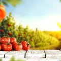 Kuidas valmistada tomatile kasulik lahus ehk doping