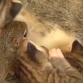 VIDEO: Kassiemme kasvatab hüljatud oravabeebit koos oma teiste lastega — orav õppis nurruma