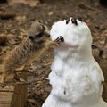 LÕBUSAD FOTOD | Tallinna loomaaia surikaadid tegid tutvust lumememmega