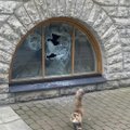 Üle prahi ja klaasikildude katkisest aknast välja! Elukaaslaste vägivaldne tüli võttis ohtliku pöörde ka kasside jaoks