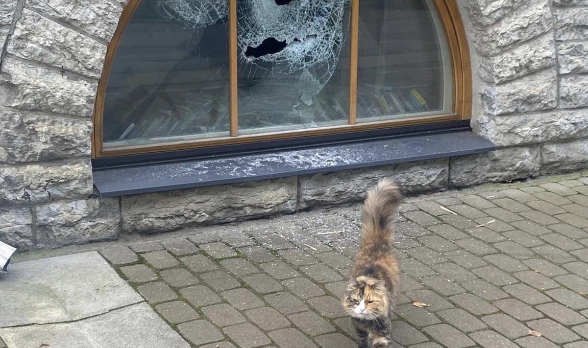 Soklikorruse aken, kust kassid üle klaasikildude sisse ja välja liikusid
