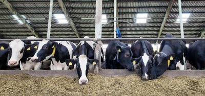 Sõõrike farmikompleksis lüpsavad lehmad juba ligi 14 000 kg lehma kohta aastas.   