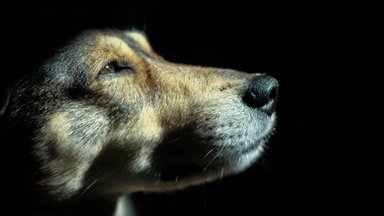 „Isegi kui teda makku lööd, ta ikka armastab sind.“ Lemmiklooma julm kohtleja saab Eestis harva karistada