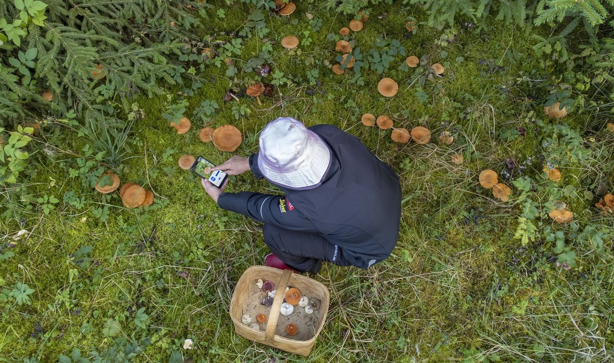 Tänapäeva seeneline on ninapidi telefonis ka metsas.