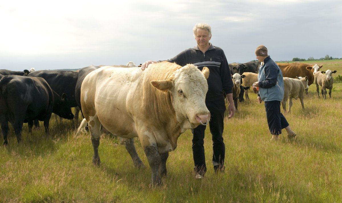 Tõnu ja Sirje Kaptein oma loomadega Hiiumaa karjamaal.