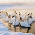 Сельское хозяйство в опасности: в Эстонии обнаружили птичий грипп H5N8