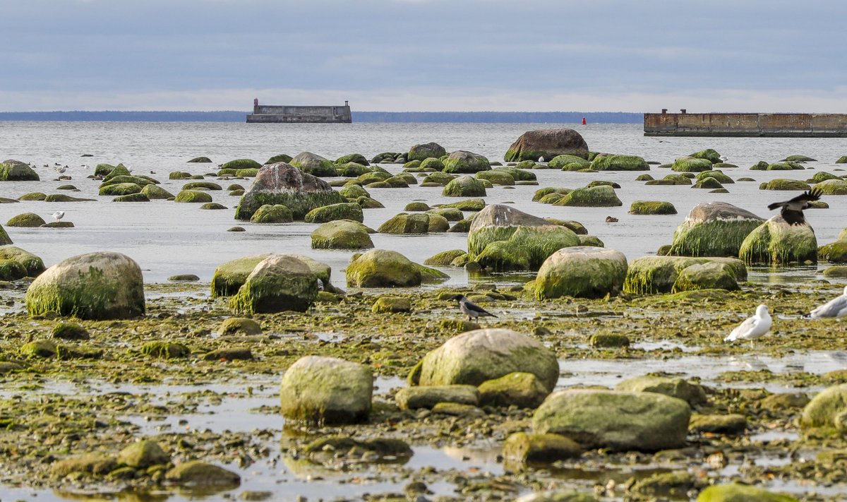 Läänemere suurim mure on eutrofeerumine, mida võiks pidurdada keskkonnasäästlik põllumajanduspoliitika.