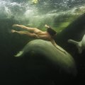 Kurioosum: alasti naisteadlane sukeldus jääkülma merre vaalu vaatlema