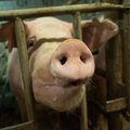 Suveks on Eestist kadunud rohkem kui sada tuhat siga