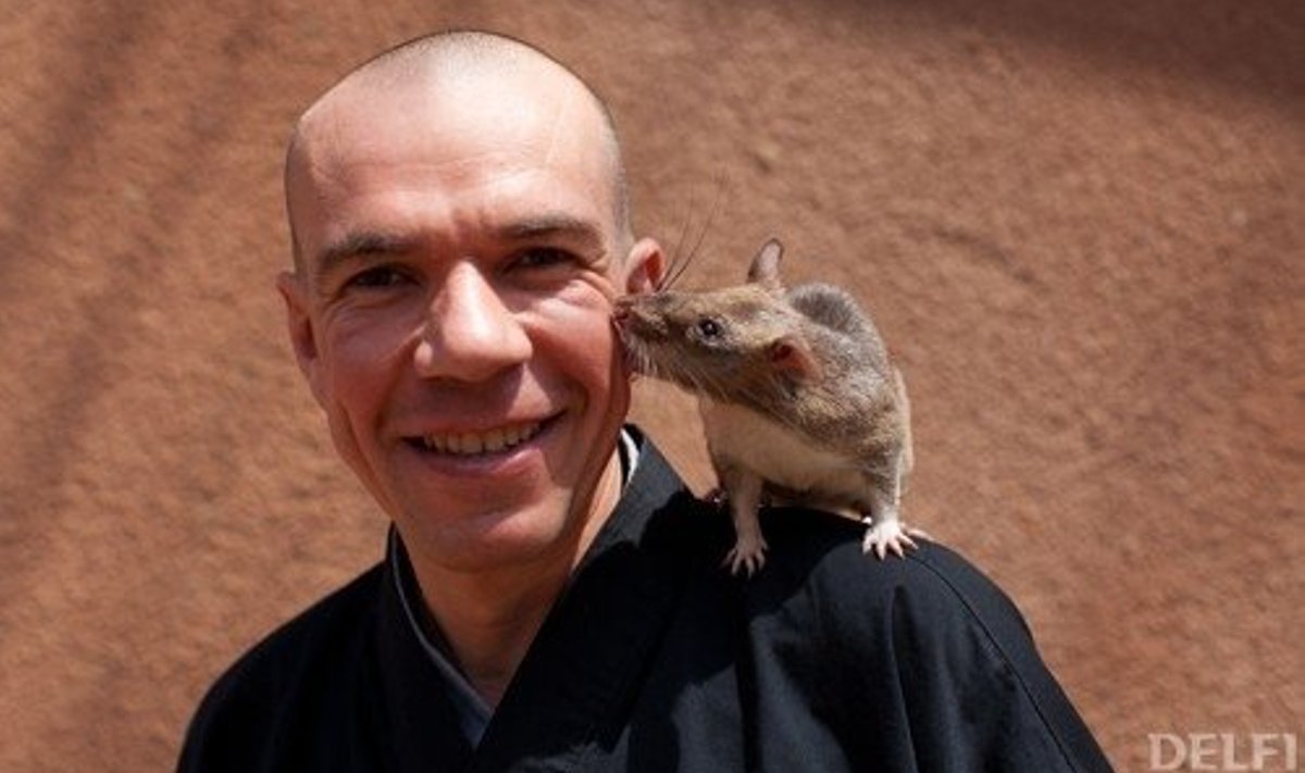 Hea miinininaga rotid on inimeste suhtes tundehelded. Foto Yasuyoshi Chiba, AFP