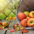 RETSEPTID | Soolased toidud, mille sisse sobib õun nagu rusikas silmaauku