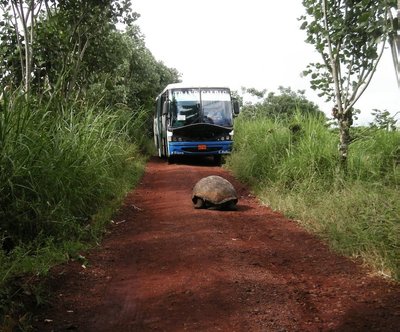 Ekskursioon Ecuadoris: kilpkonn tõkestab bussi.