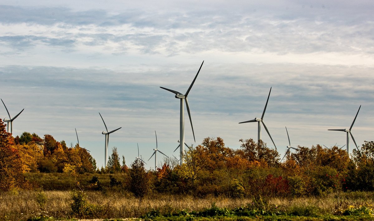 Eestis on tuulikuid püstitatud siiani suhteliselt lagedale alale, ehk siis kõige rohkem puid kasvab Paldiski tuulepargi lähistel.