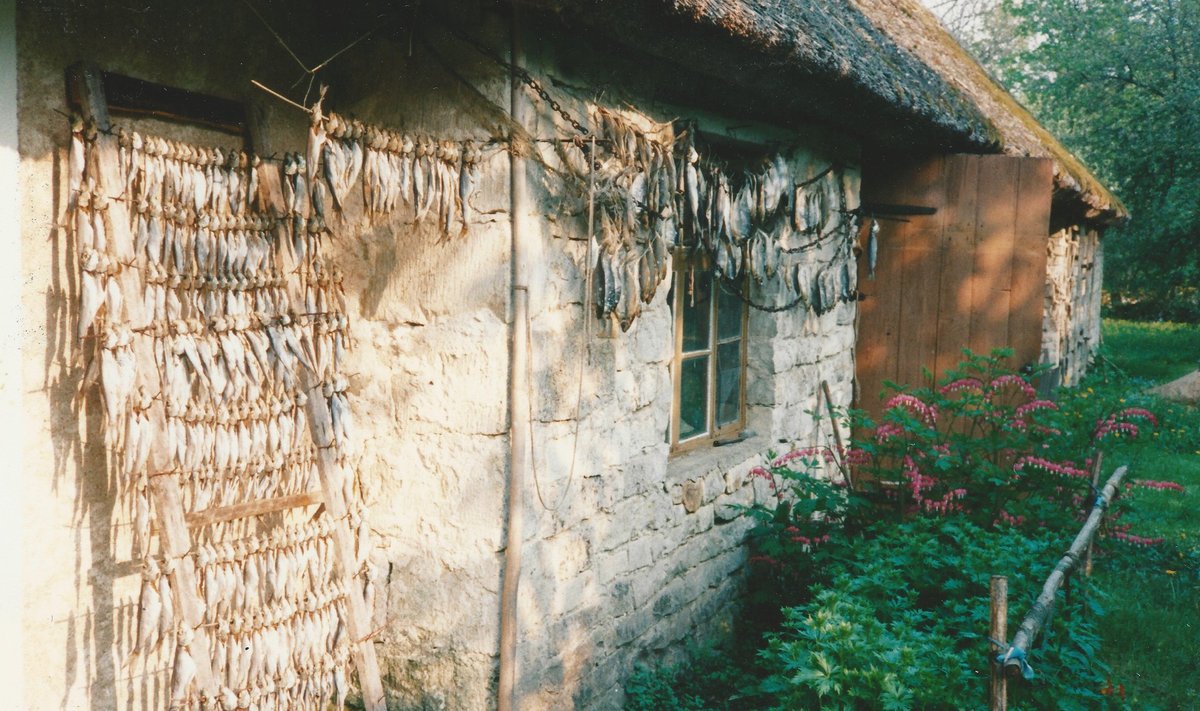 Kevadiste räimede kuivatamine Muhus Koguva külas eelmise sajandi viimastel aastatel.