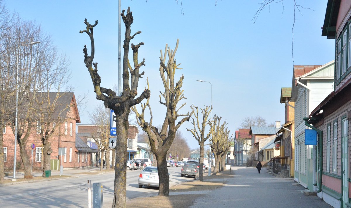 Neile puudele Haapsalus Posti tänaval on arborist Heiki Hanso sõnul antud surmahoop, linnavalitsuse kinnitusel on tegu aga läbimõeldud ja kavandatud hooldusega.