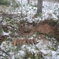 FOTOD: Lõuna-Eestist leiti kaheksa mürsku
