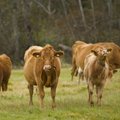 Piimafoorum: kas võtame lehmade asemel kitsed lauta?
