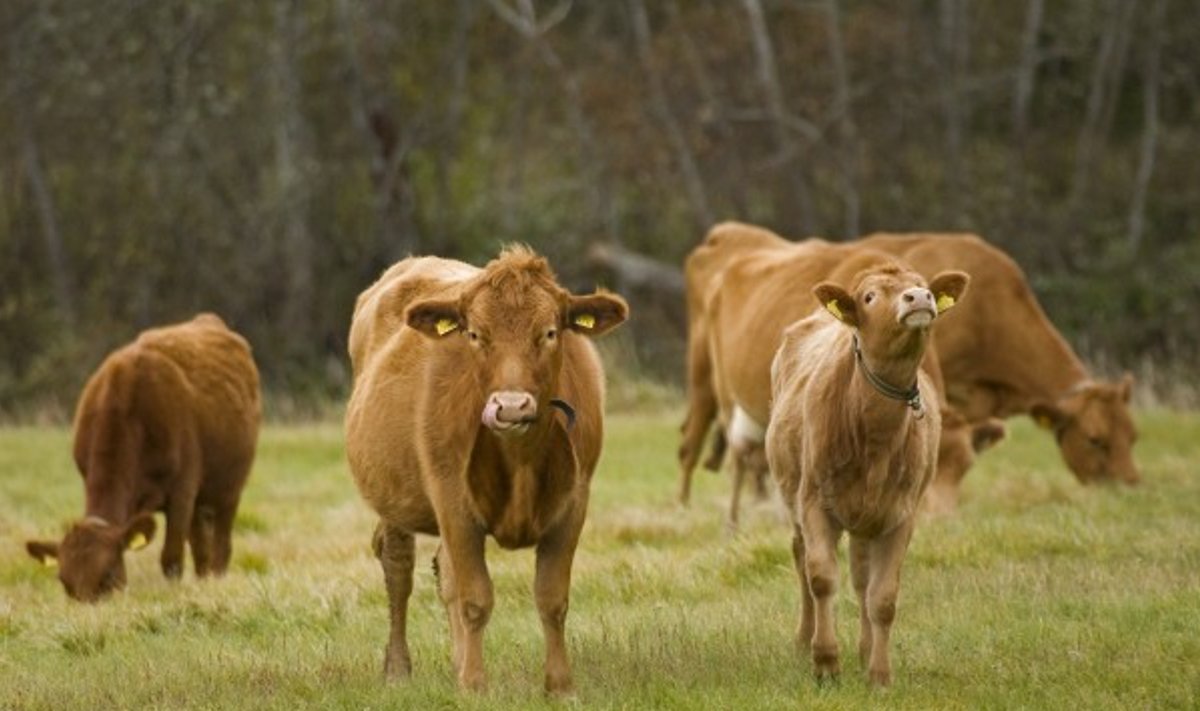 Piimatoodang kahaneb tänu keskkonnapiirangutele. Kas karjamaal söövad lehmad on varsti haruldane vaatepilt?