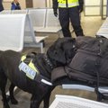 Рапорт служебной собаки Пикси президенту Карису о работе на пограничном посту в Нарве: мой личный рекорд — 60 000 евро