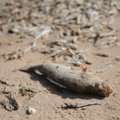 FOTOD | Peipsi kaldal on surnud kalu rekordilises koguses, neid ulatub üle terve Peipsi rannajoone. Tugev hais on ajanud inimesed tubadesse