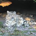 Tallinna loomaaia lumeleopard Otto on meie seast lahkunud
