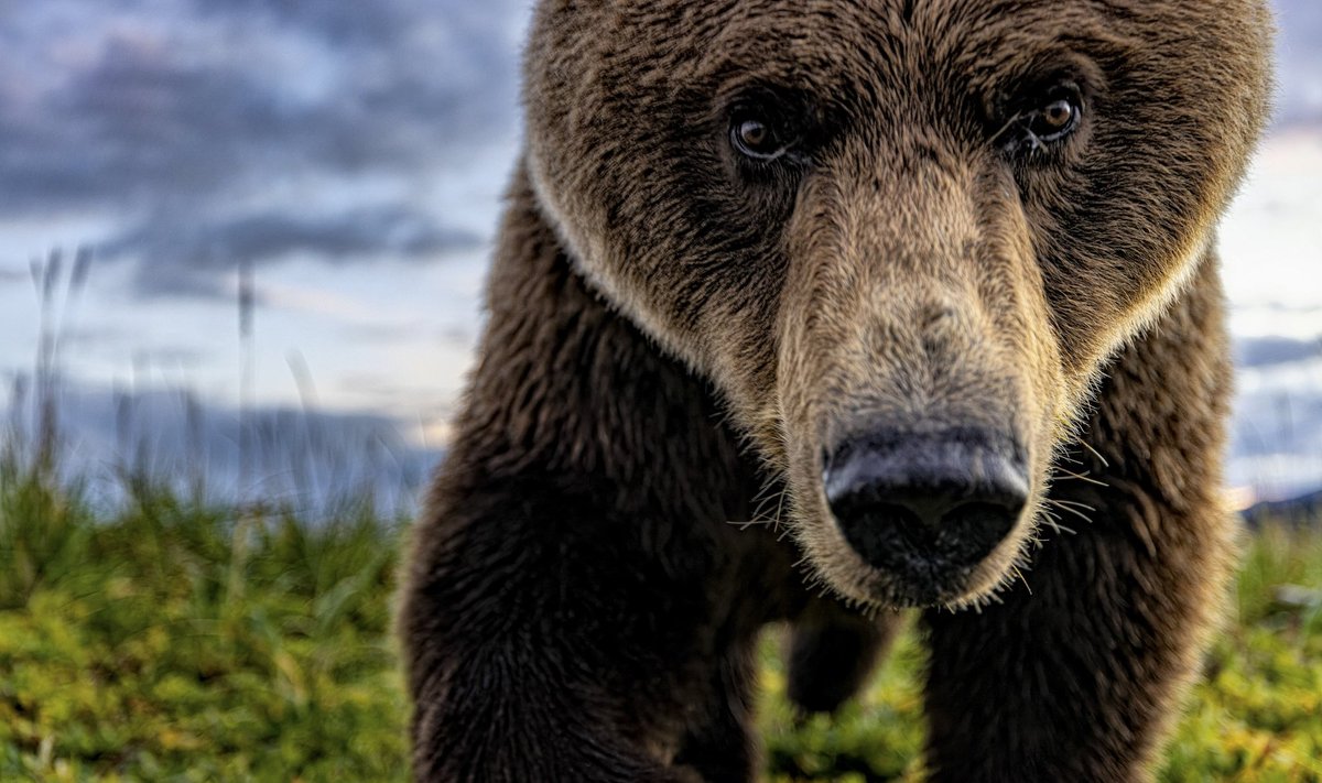 Karu tähistab aktsiaturgude mõistes langust, pull tõusu.