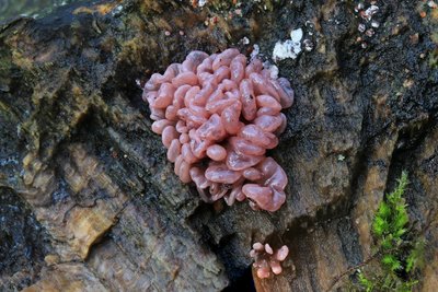 Аскокорине мясная (Ascocoryne sarcoides), по-эстонски — lilla tardliudik