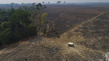 Looduskaitsjad marus: Euroopa Liit tahab metsade hävitamise vastase seaduse rakendamist edasi lükata