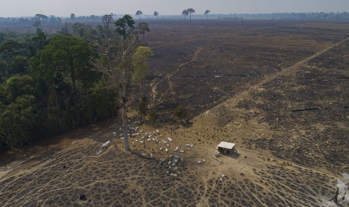 Metsade raadamine on suur probleem näiteks Brasiilias, kus sellega tehakse muu hulgas ruumi karjakasvatuseks. 