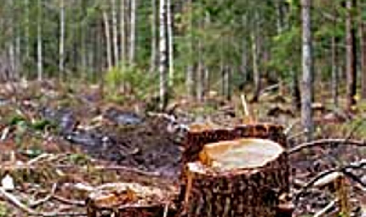 AINULT KÄNNUD JÄREL: Keskkonna-ministeerium üritab metsaraiet piirangutega vaos hoida. Tiit Blaat